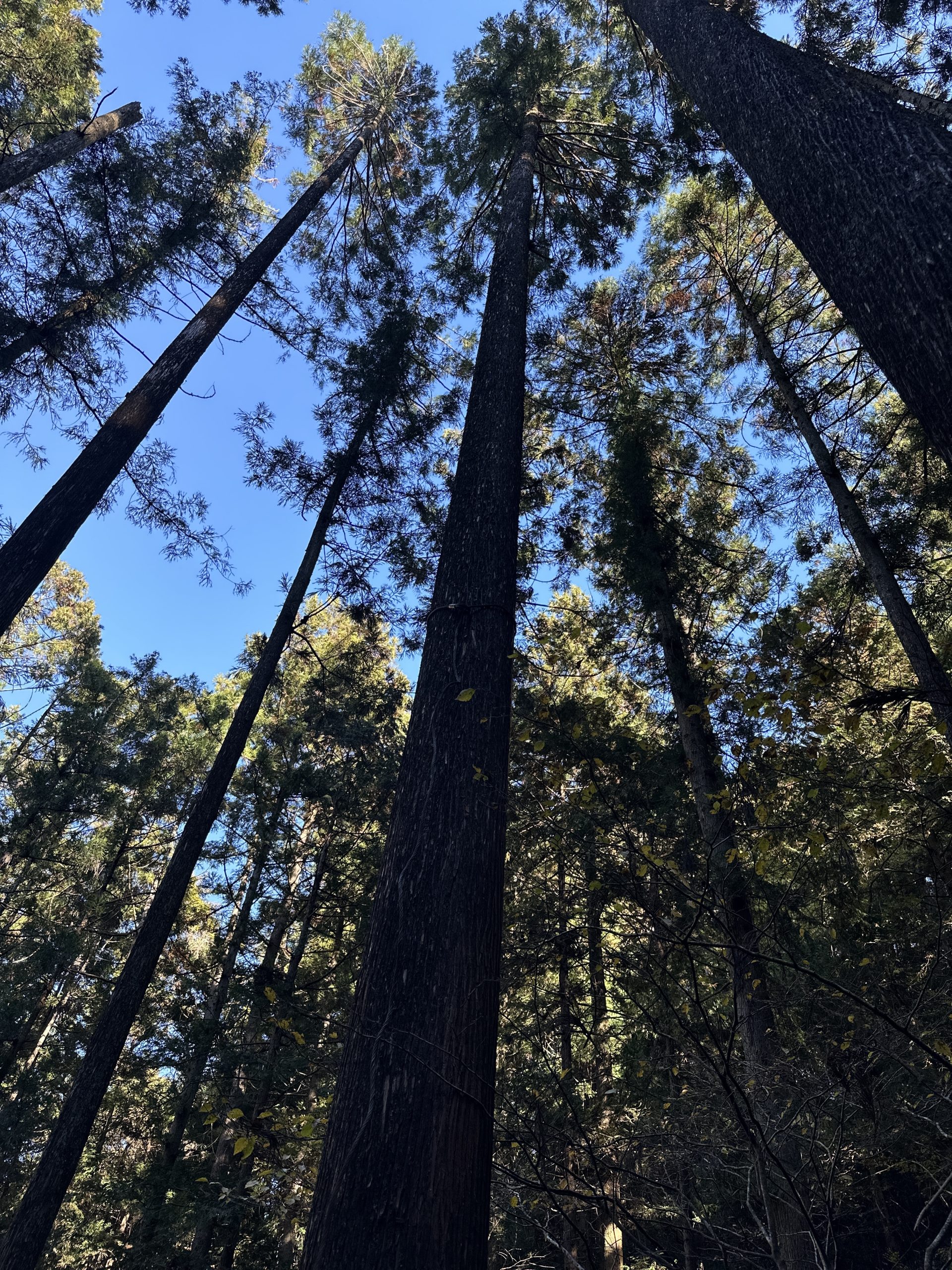 自然素材の家って本当にいいの？―杉・漆喰・石の魅力をくらし目線で解説